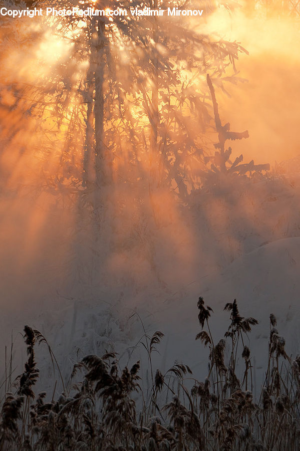 Grass, Plant, Reed, Potted Plant, Dawn, Dusk, Sky
