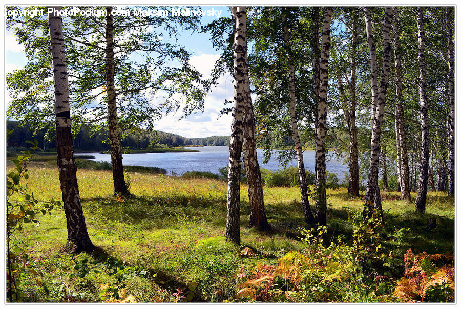 Conifer, Fir, Plant, Tree, Forest, Vegetation, Moss