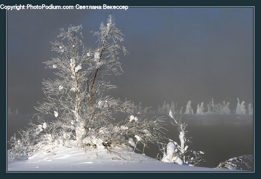 Conifer, Fir, Plant, Tree, Frost, Ice, Outdoors