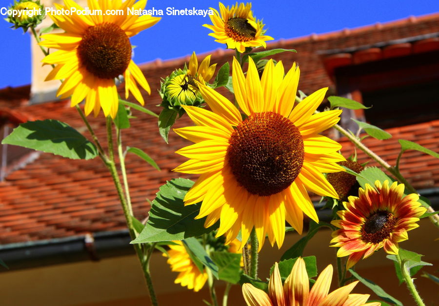 Blossom, Flora, Flower, Plant, Sunflower, Daisies, Daisy