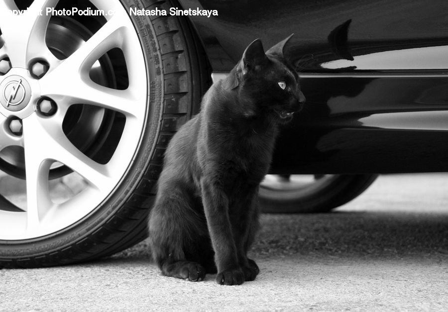 Tire, Animal, Alloy Wheel, Car Wheel, Wheel