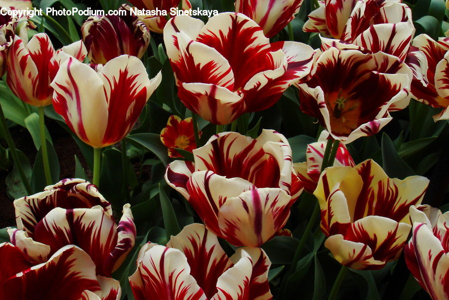 Blossom, Flora, Flower, Plant, Tulip, Gladiolus, Geranium