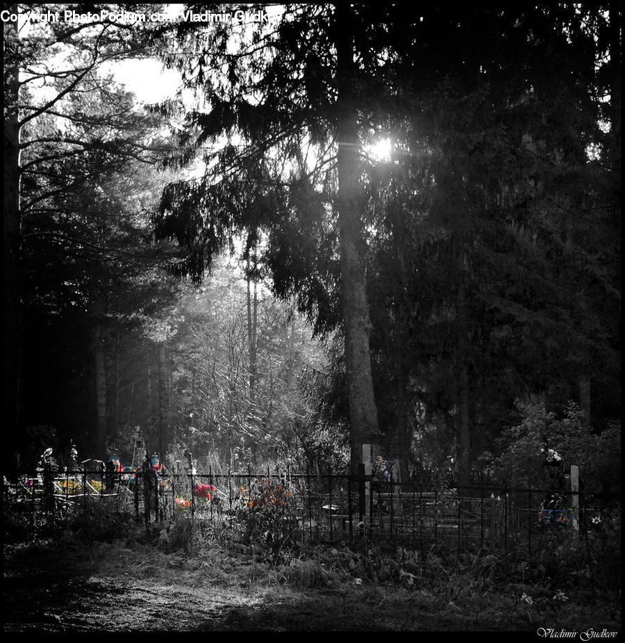Forest, Vegetation, Flare, Light, Sunlight, Park, Jungle