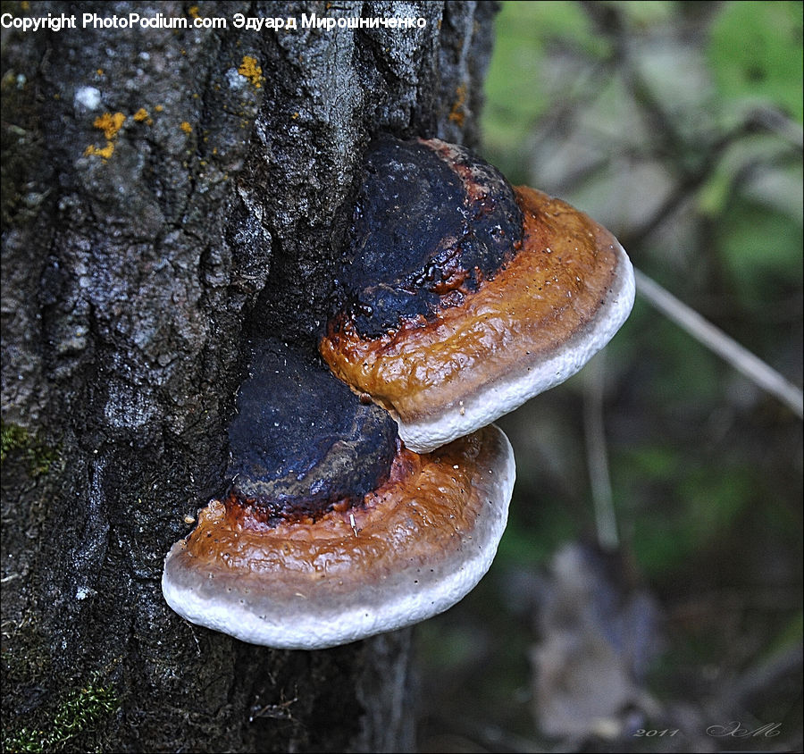 Agaric, Amanita, Fungus, Mushroom, Plant