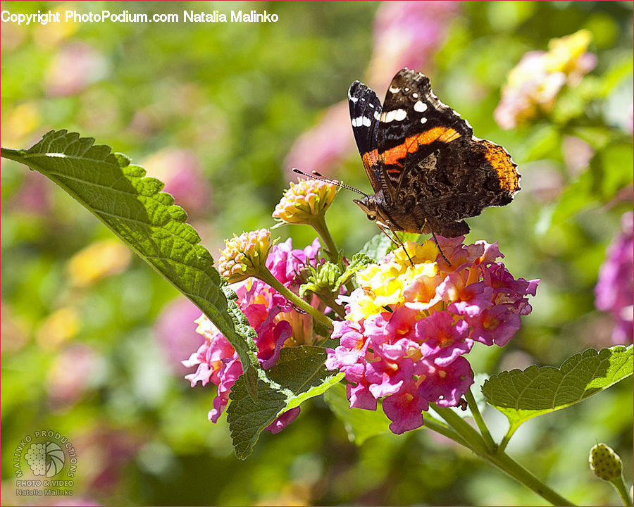 Butterfly, Insect, Invertebrate, Flora, Pollen, Blossom, Flower