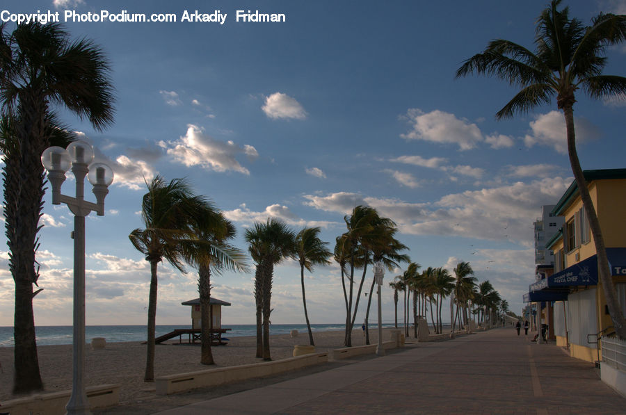 Palm Tree, Plant, Tree, Beach, Coast, Outdoors, Sea