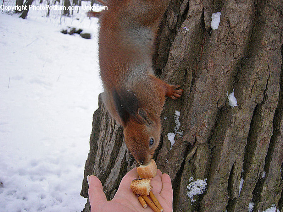 Animal, Mammal, Rodent, Squirrel, Eating