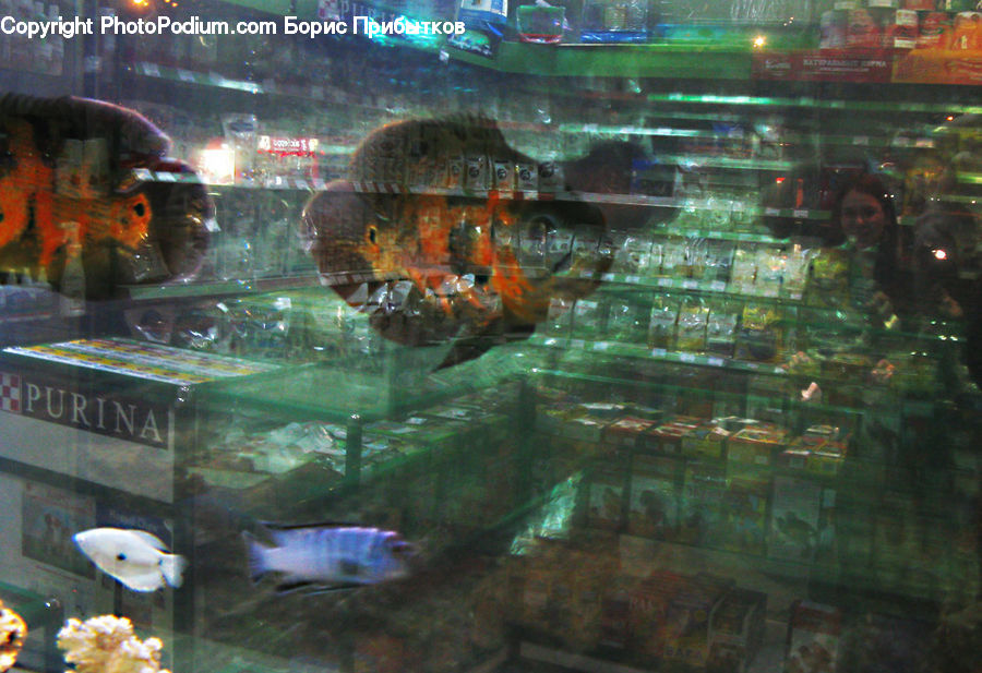 Aquarium, Aquatic, Sea Life, Water, Glass, Fish, Surgeonfish
