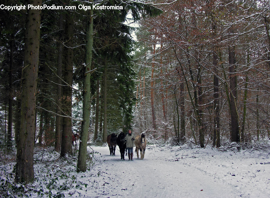 Forest, Vegetation, Animal, Horse, Mammal, Deer, Wildlife