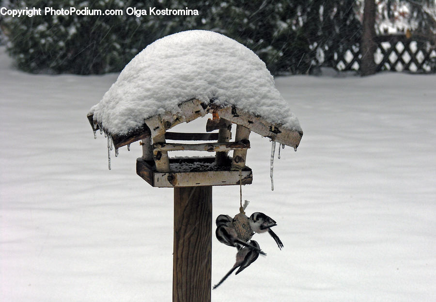 Bird, Rust, Swallow, Ice, Outdoors, Snow, Bench