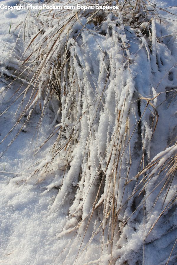 Frost, Ice, Outdoors, Snow, Animal, Canine, Coyote