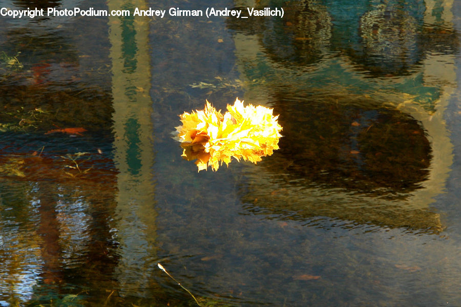 Fire, Flame, Blossom, Flora, Flower, Plant, Water