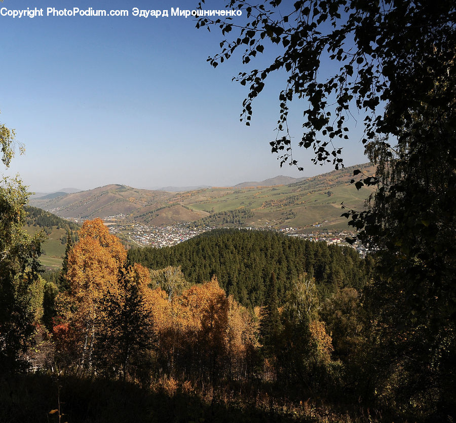 Conifer, Larch, Tree, Wood, Fir, Plant, Field