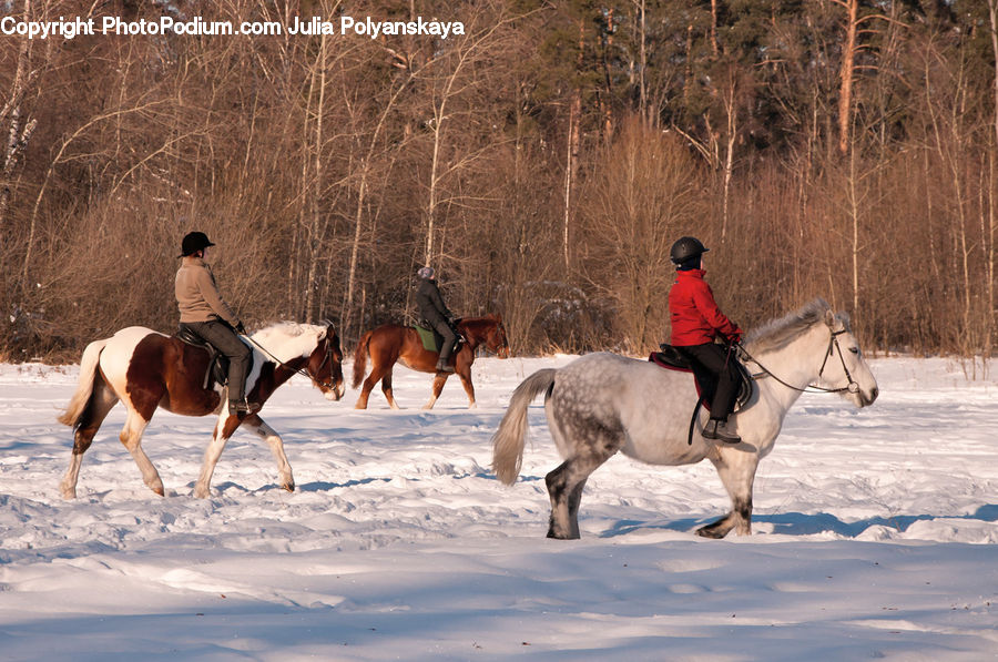 Animal, Horse, Mammal, People, Person, Human, Hunting