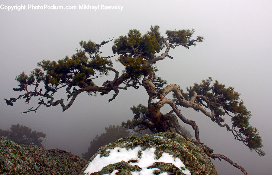 Bonsai, Plant, Potted Plant, Tree, Conifer, Fir, Vegetation