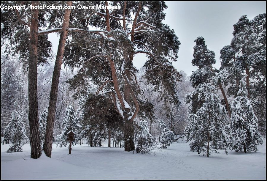 Plant, Tree, Forest, Vegetation, Ice, Outdoors, Snow