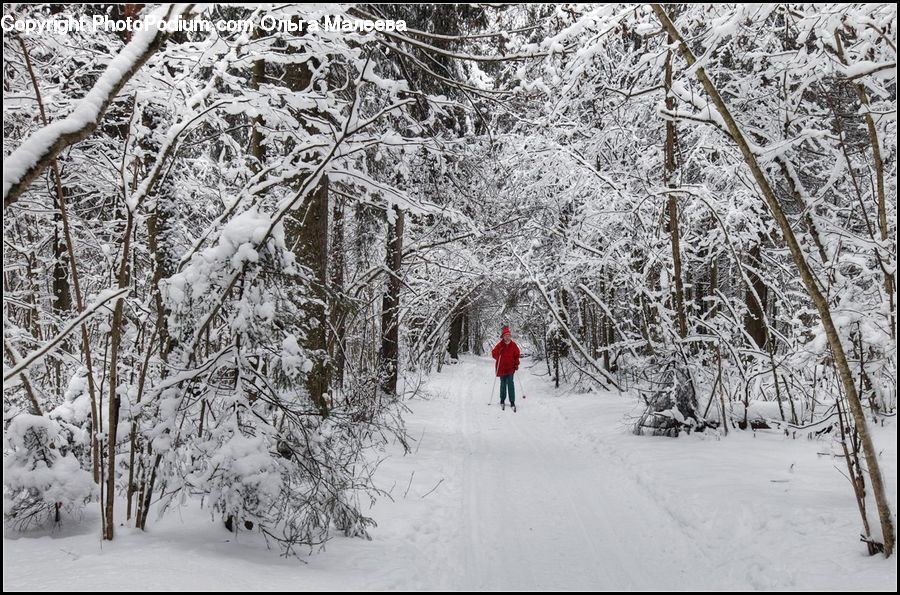 Ice, Outdoors, Snow, Forest, Vegetation, Path, Trail