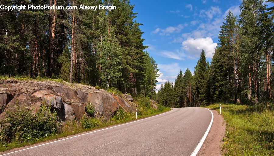 Dirt Road, Gravel, Road, Forest, Vegetation, Conifer, Fir