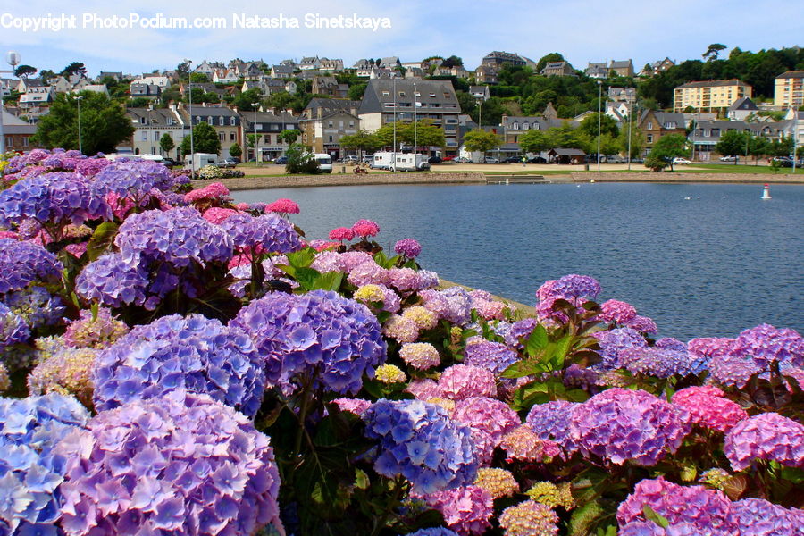 Blossom, Flora, Flower, Plant, Coral Reef, Outdoors, Reef