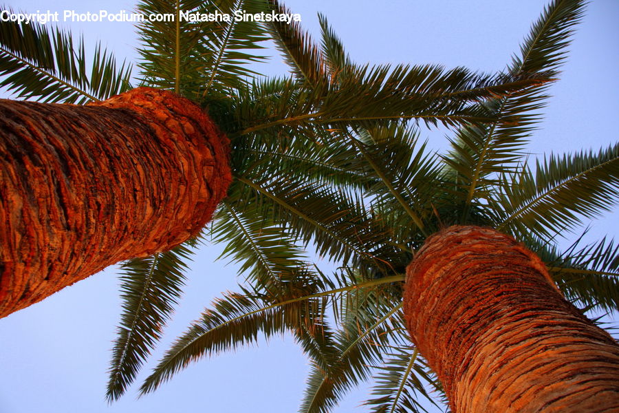 Palm Tree, Plant, Tree, Fern, Arecaceae, Conifer, Fir