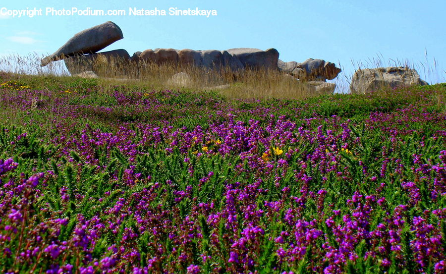 Blossom, Crocus, Flora, Flower, Plant, Bunker, Bush