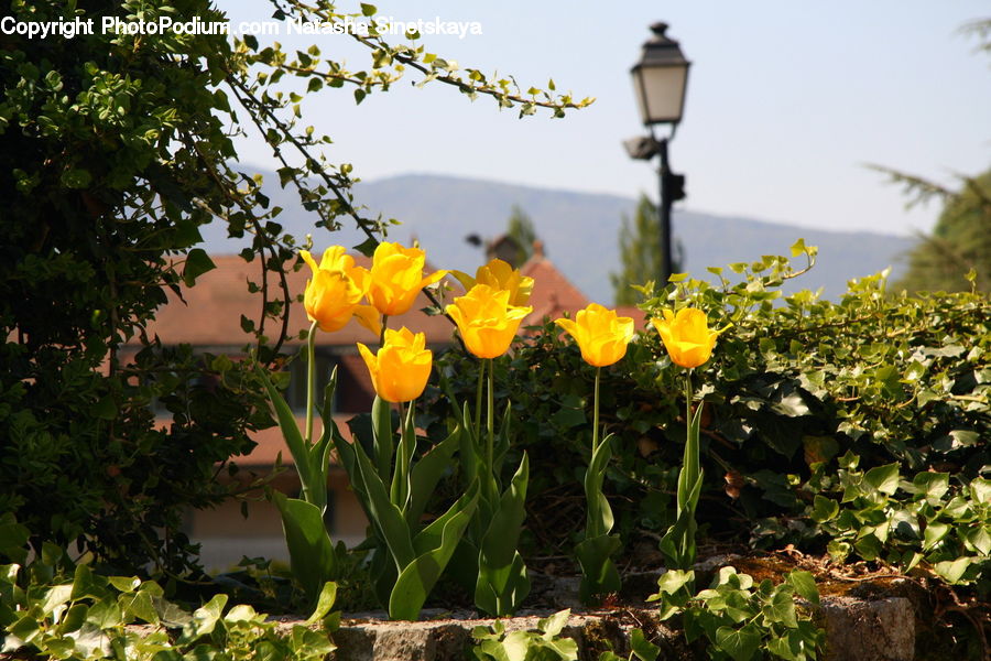 Ivy, Plant, Vine, Lamp Post, Pole, Potted Plant, Blossom