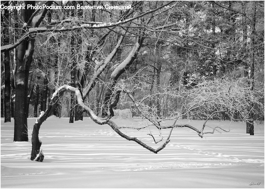 Ice, Outdoors, Snow, Birch, Tree, Wood, Plant