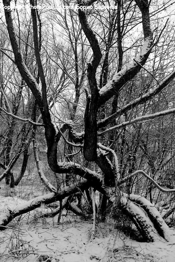 Plant, Tree, Root, Oak, Wood, Forest, Vegetation