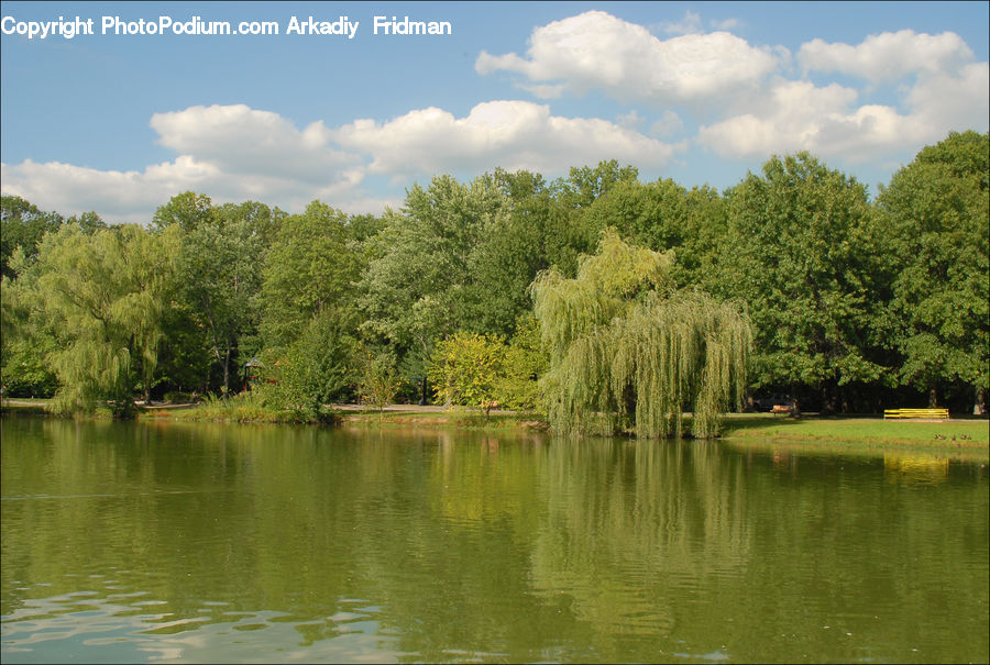 Outdoors, Pond, Water, Conifer, Fir, Plant, Tree