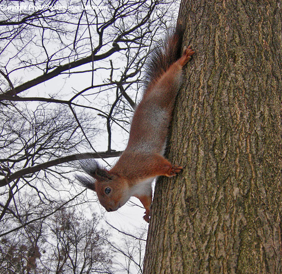 Animal, Mammal, Rodent, Squirrel, Canine, Fox, Red Fox