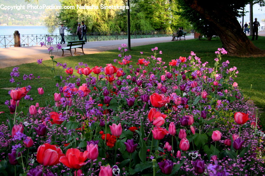 Blossom, Flora, Flower, Plant, Tulip, Garden, Peony