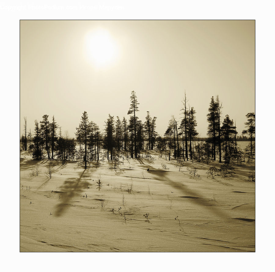 Conifer, Fir, Plant, Tree, Pine, Spruce, Wood