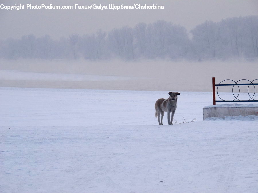 Animal, Canine, Dog, Husky, Mammal, Pet