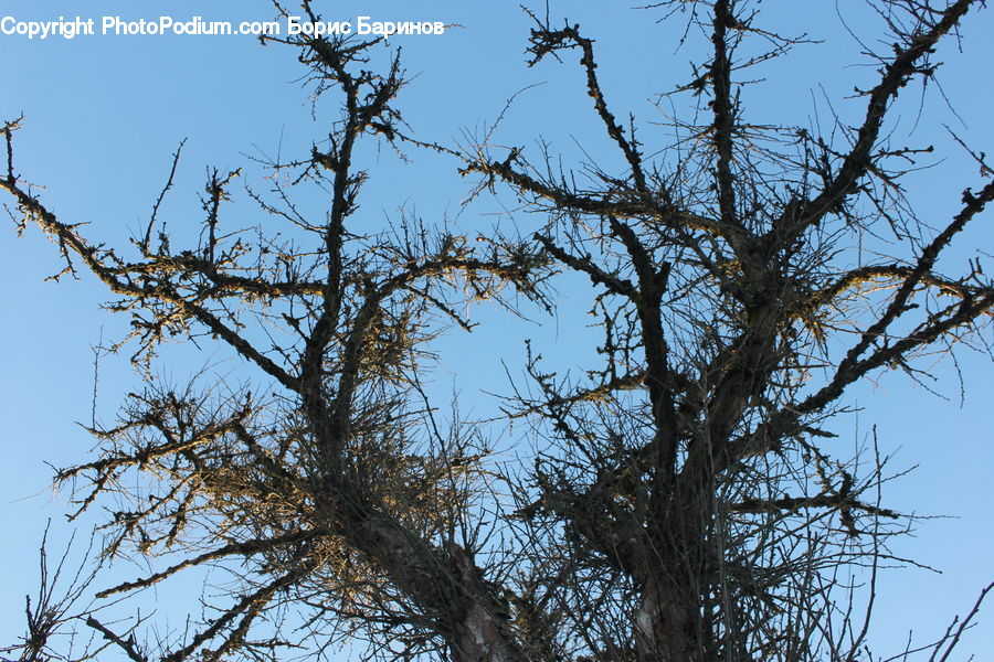 Bird Nest, Nest, Conifer, Fir, Plant, Tree, Pine