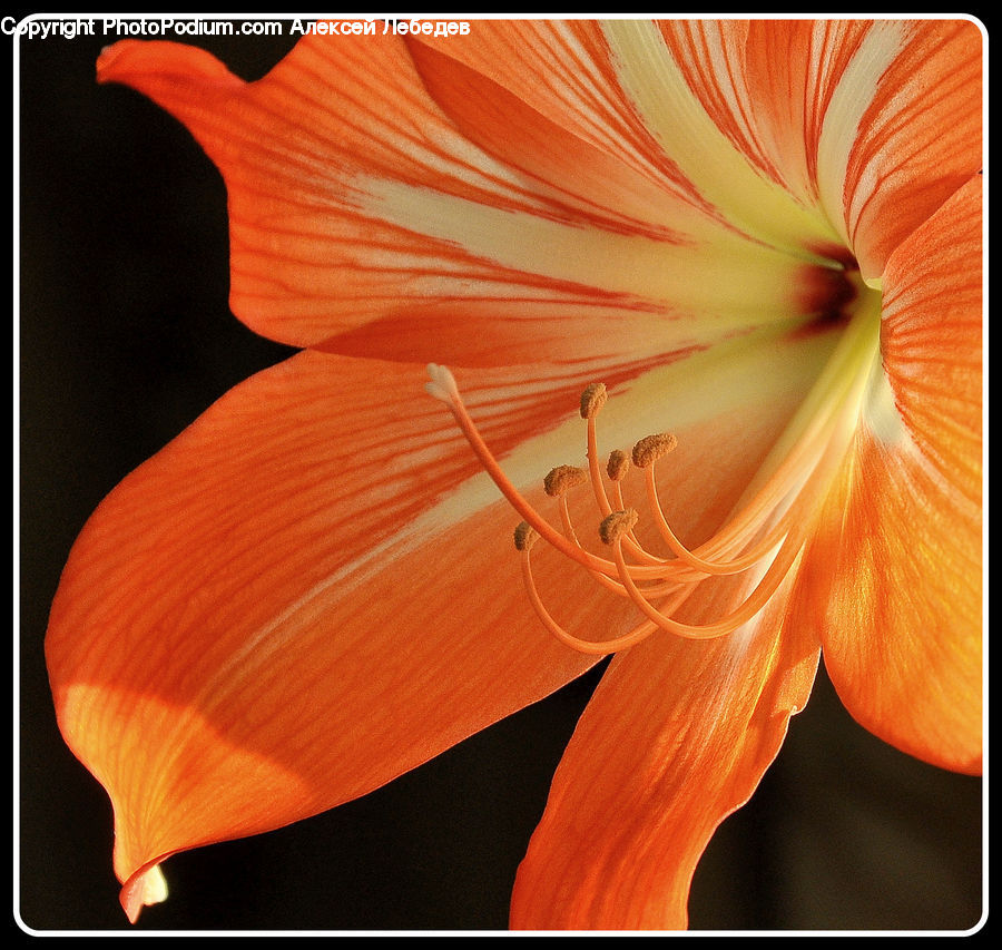 Flora, Flower, Gladiolus, Plant, Amaryllis, Blossom, Geranium