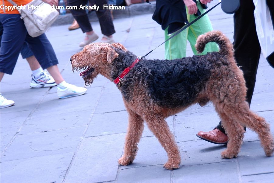 People, Person, Human, Animal, Canine, Dog, Mammal