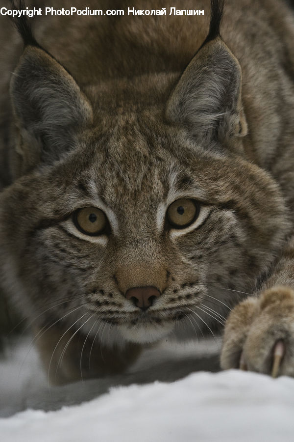 Animal, Leopard, Lynx, Wildlife, Cat, Mammal, Pet