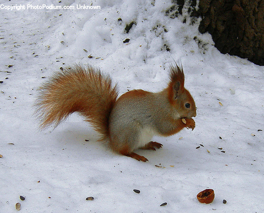 Animal, Mammal, Rodent, Squirrel, Soil, Moss, Plant