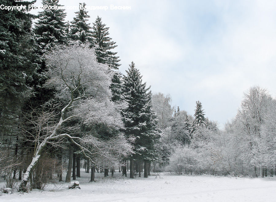 Ice, Outdoors, Snow, Conifer, Fir, Spruce, Wood