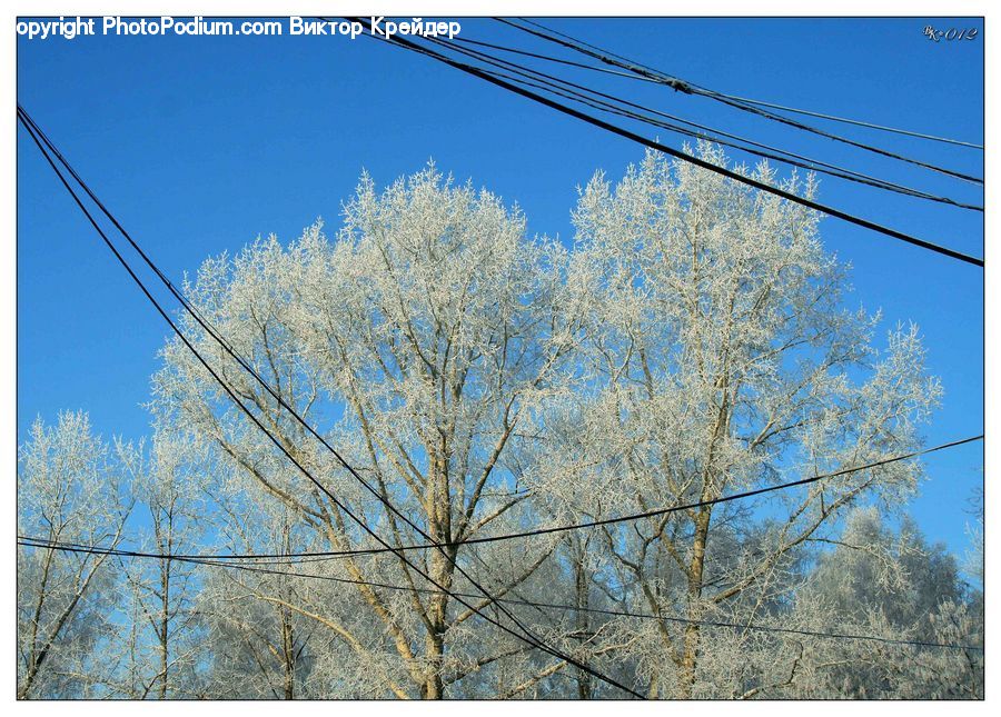 Birch, Tree, Wood, Cable, Electric Transmission Tower, Power Lines, Conifer
