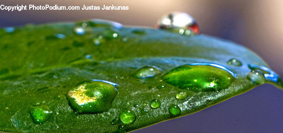 Droplet, Citrus Fruit, Fruit, Lime, Amphibian, Frog, Wildlife