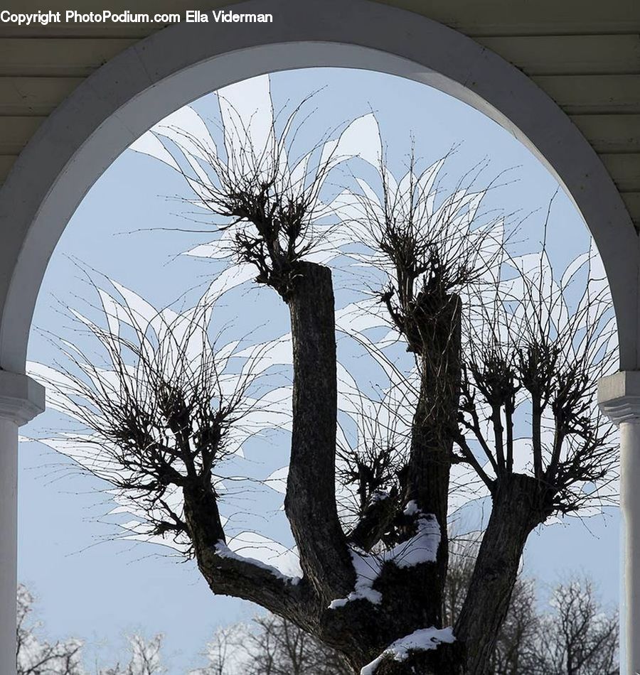 Arch, Plant, Tree, Oak, Wood, Blossom, Flora