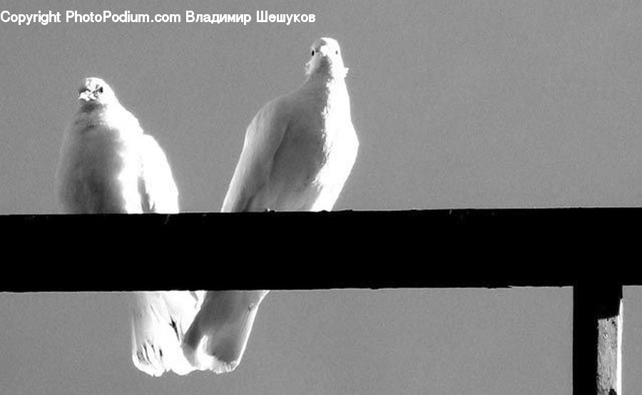 Bird, Dove, Pigeon, Seagull, Collage, Poster, Grouse