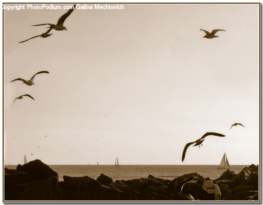 Bird, Seagull, Kite Bird, Pelican, Albatross, Harrier, Hawk