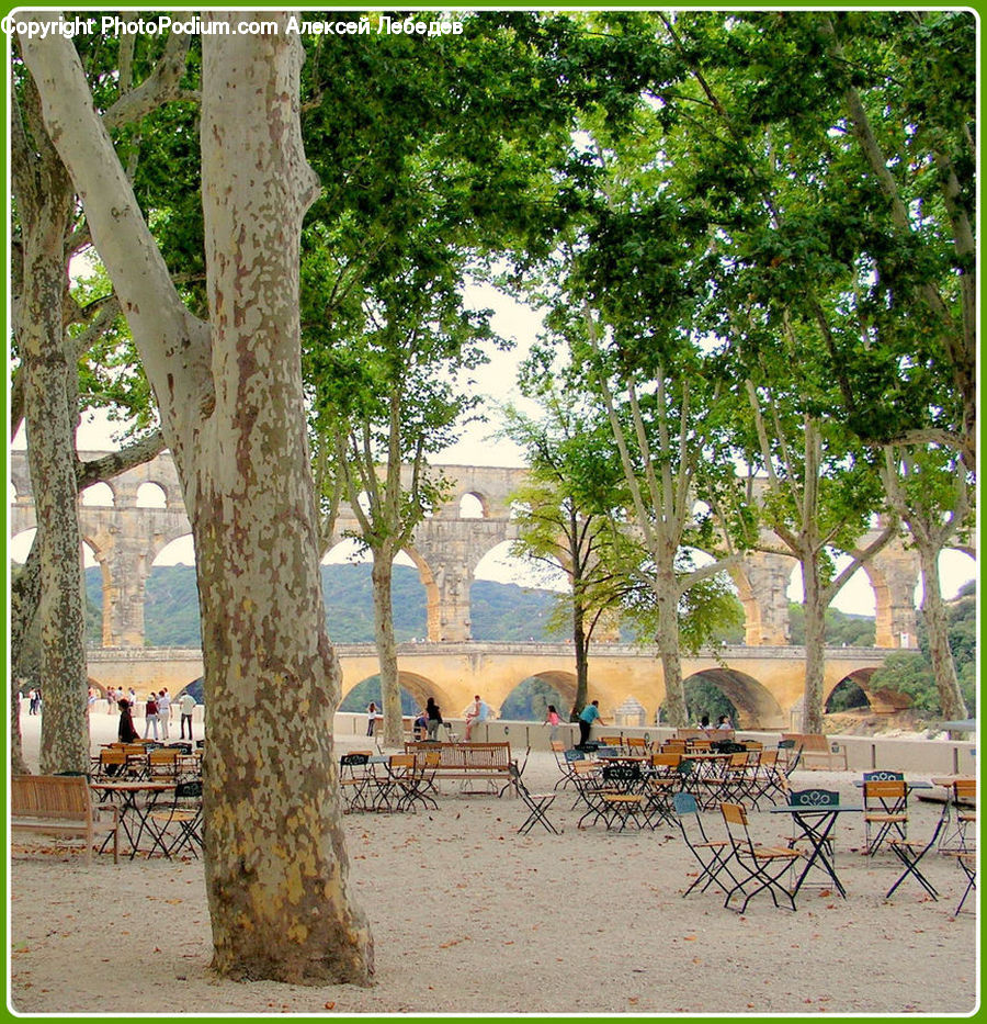 Chair, Furniture, Plant, Tree, Arch, Oak, Sycamore