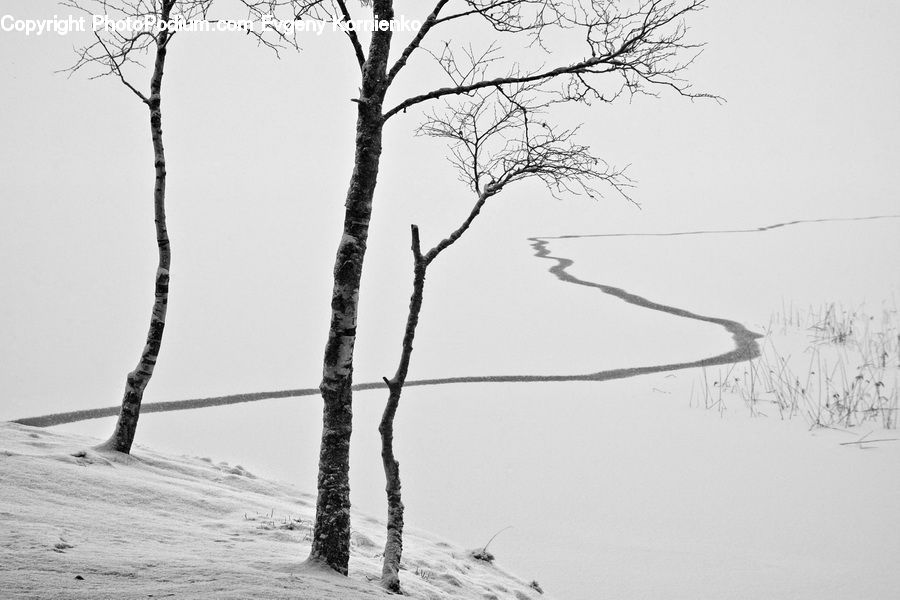 Ice, Outdoors, Snow, Plant, Tree, Birch, Wood