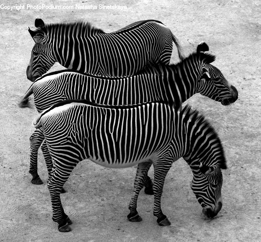 Animal, Mammal, Zebra