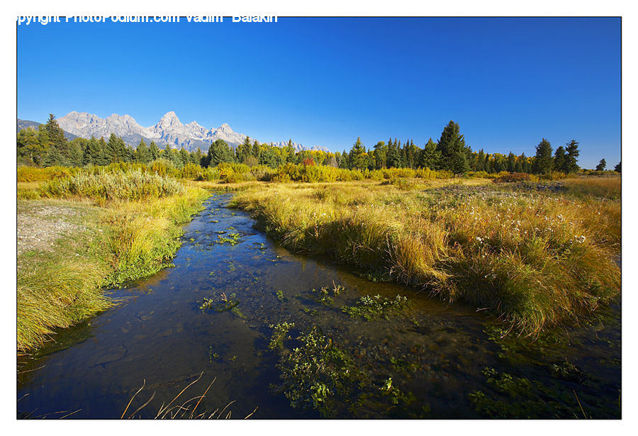 Land, Marsh, Pond, Swamp, Water, Ditch, Dirt Road