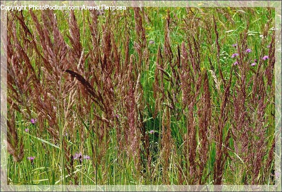 Grass, Plant, Reed, Soil, Blossom, Flora, Flower