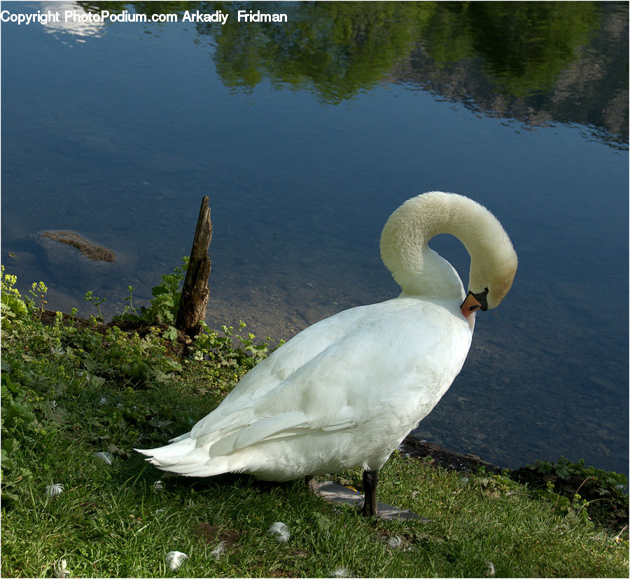 Bird, Swan, Waterfowl, Beak, Goose, Crane Bird, Heron